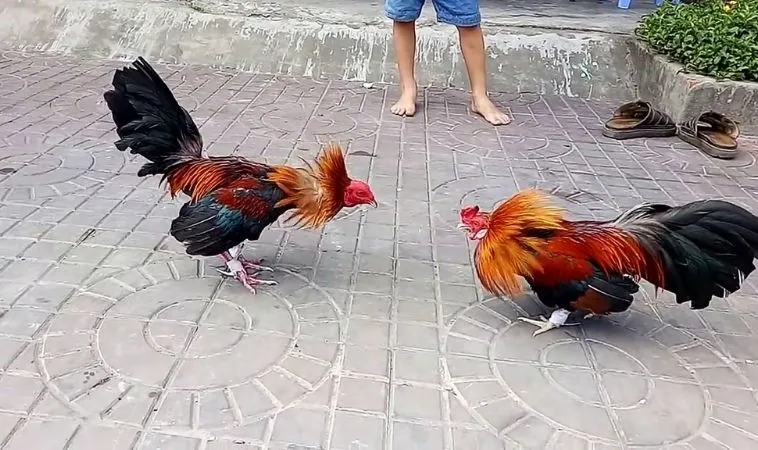 Cách Chơi Đá Gà Sabong Tại ABC8: Hướng Dẫn Và Đánh Giá Chi Tiết 2 Tham gia cá cược đá gà Sabong tại ABC8 cực kỳ hấp dẫn